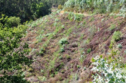 Mesma parcela agora observada para jusante e já em Agosto