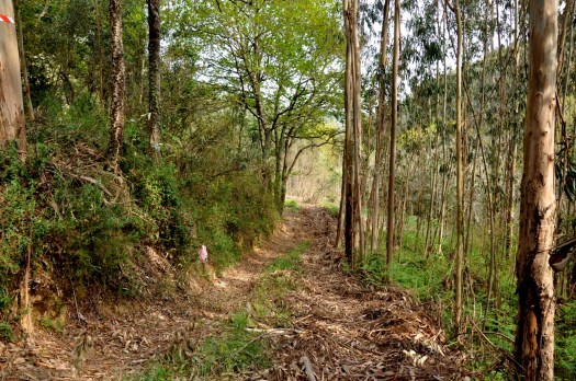 Aqui áreas de carvalhal e eucaliptal "encontravam-se". Abril.
