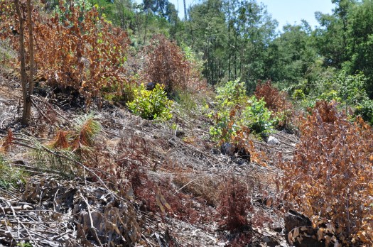 As aplicações de herbicida nunca são inócuas para as espécies não alvo, mas todos os esforços são aplicados para minimizar os danos. Agosto