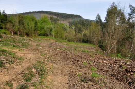 Passada/futura área agrícola. Em 2ª plano, áreas de carvalhal