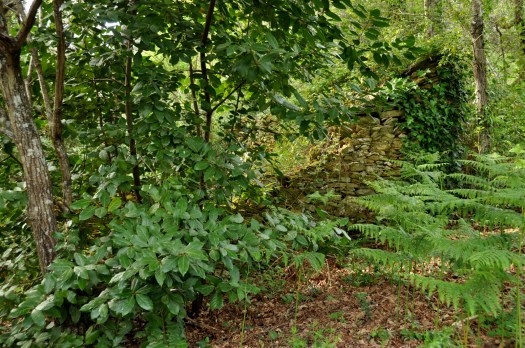 Ruína "perdida" no carvalhal