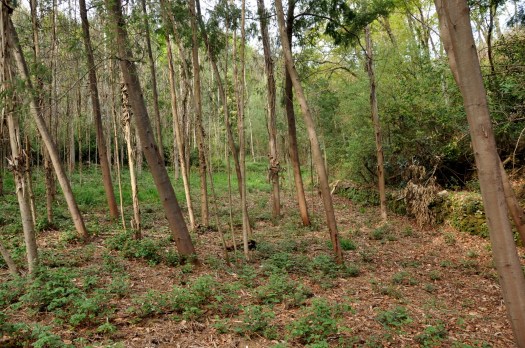 Chegada ao Vale de S. Francisco. Abril