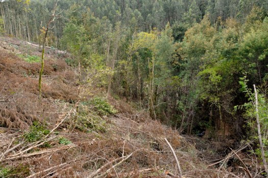 Em Vale de Salgueiro