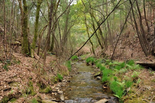 Mancha de carvalhal. Abril