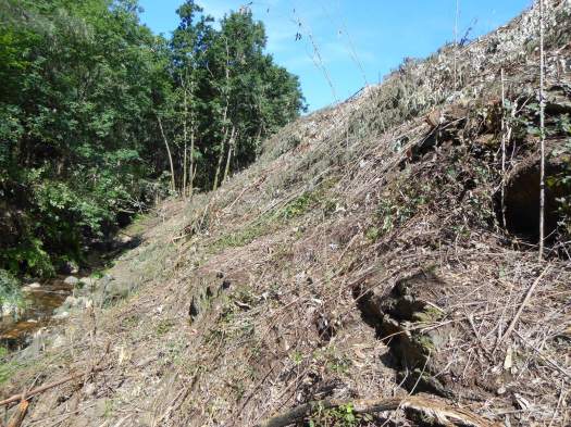A montante da mancha de carvalhal, logo a seguir ao corte do eucaliptal. Maio