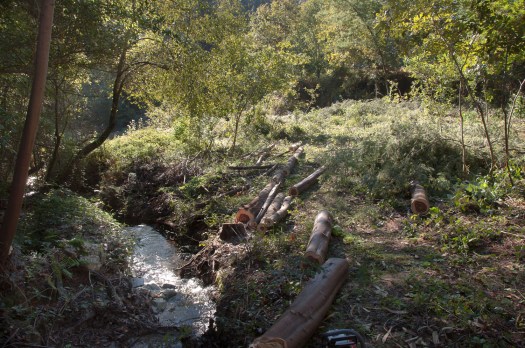 Vale de São Francisco e mimosas já cortadas