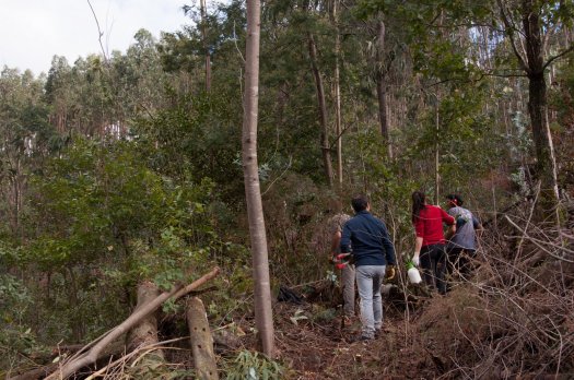 Trabalhos na encosta, entre plantas exóticas e nativas