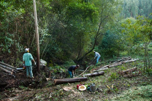 A queda das últimas mimosas