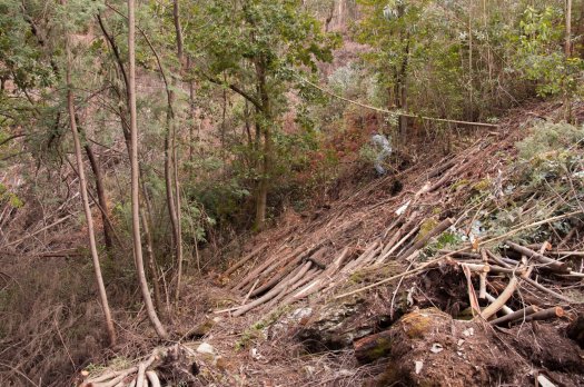 Perspectiva da encosta, da levada ainda obstruída e das mimosas na margem do ribeiro