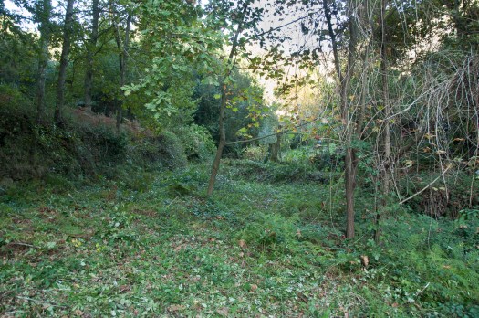 À esquerda um precioso bosquete de carvalhos