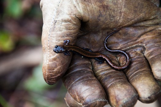 Salamandra-lusitanica