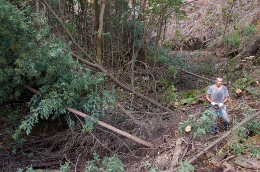 Na margem do ribeiro, já todas as mimosas foram cortadas, na margem norte, tudo na mesma por agora