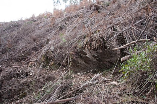 Um pouco mais para jusante a desobstrução da levada permitia constatar uma paisagem desoladora