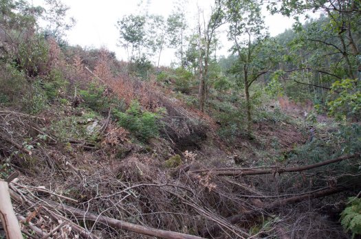 Aqui o ribeiro ainda se encontra com muita lenha