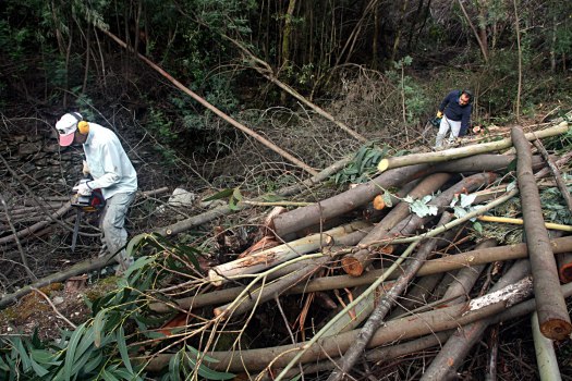 Duas constantes neste dia: moto-serra e lenha