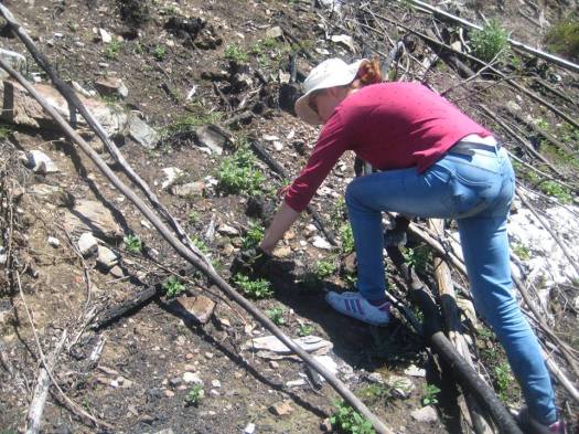 13138829_718163541659129_1516705090120909152_n