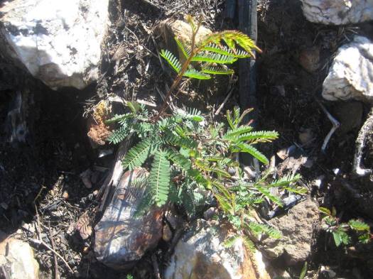 13151475_718163014992515_818884172664543414_n