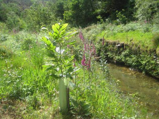 Castanheiro, plantado à cerca de 2 anos