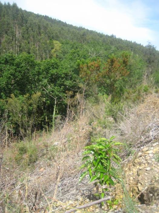 Azereiro plantado este ano com a encosta virada a norte do ribeiro, em pano de fundo