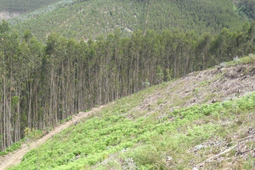Vista da encosta de cima para baixo