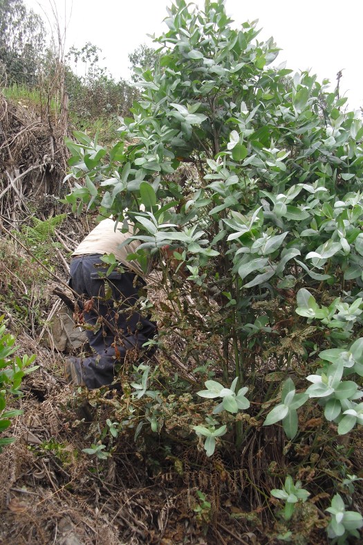 voluntário "perdido" no meio dos rebentos