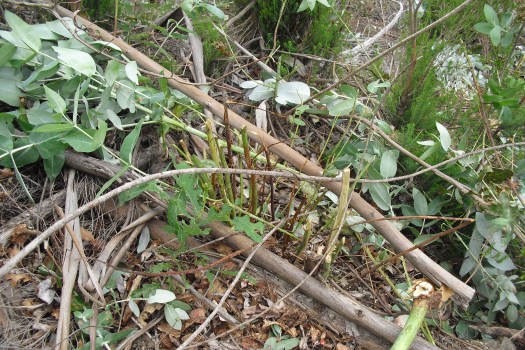 incorrecto corte de rebentação, o ação necessaria é esgassar e corte rente á touça para adiar o rebentamento