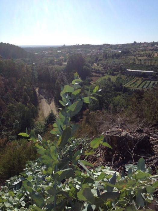 19679723_484180995258841_128364520_n