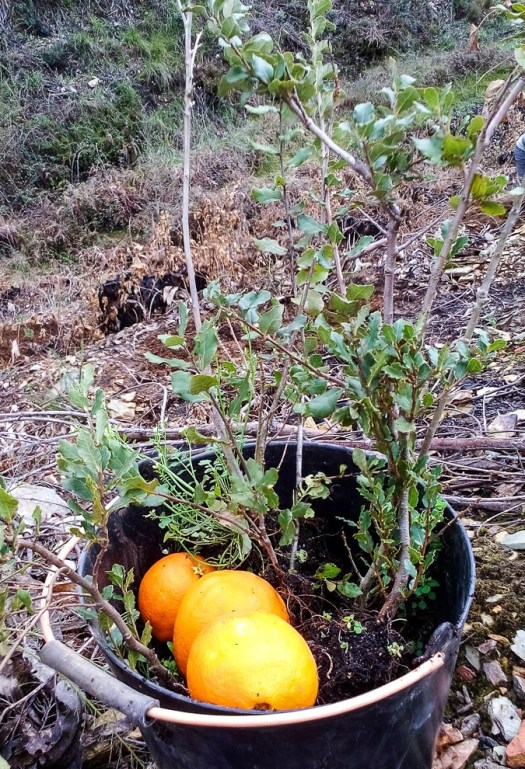 IMG_20180317_105806_edited