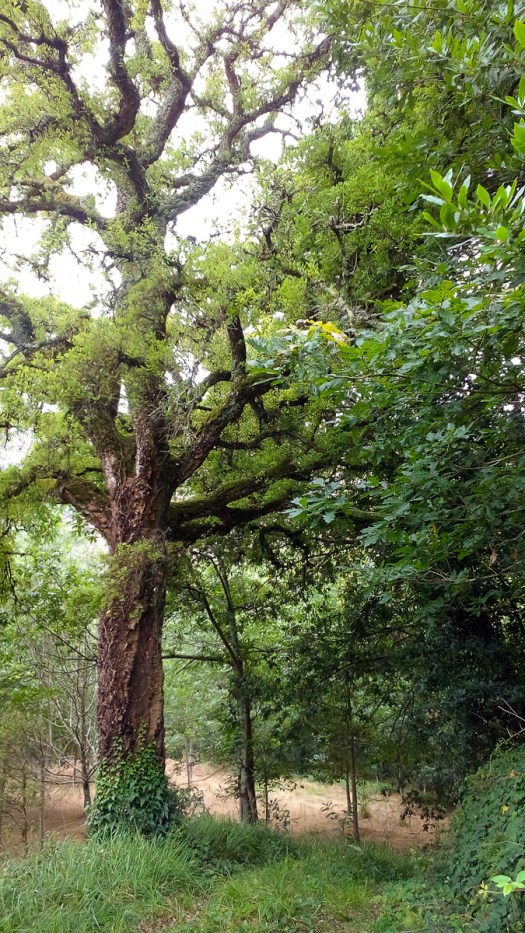 IMG_20180707_142424_edited