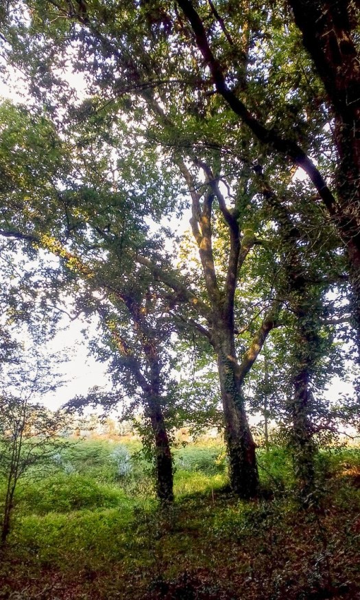 IMG_20180901_182926_edited