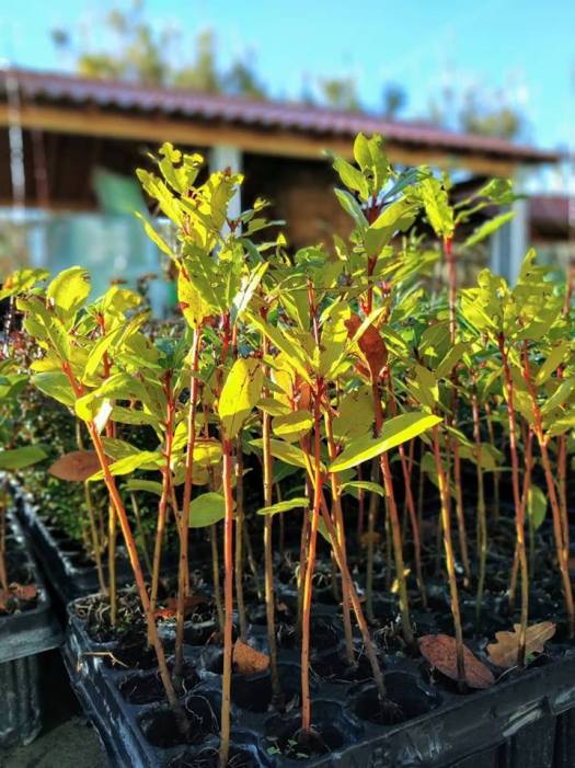 50882552_244763823076531_1427981793042104320_n