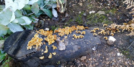 50889791_260001858282142_5671160583840333824_n