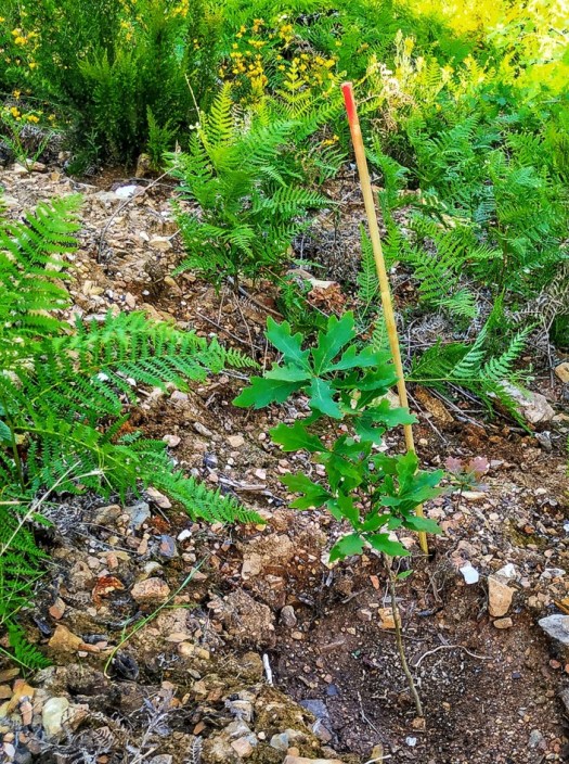 IMG_20190427_173323-01