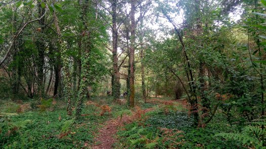 P_20190928_104250_SRES