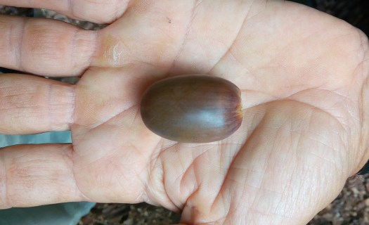 P_20191012_145528_SRES