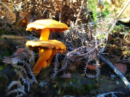 IMG_20200111_120659-01