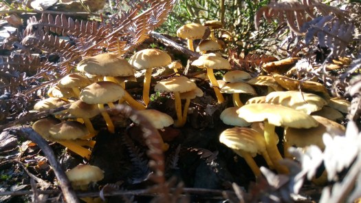 P_20200111_121744_SRES