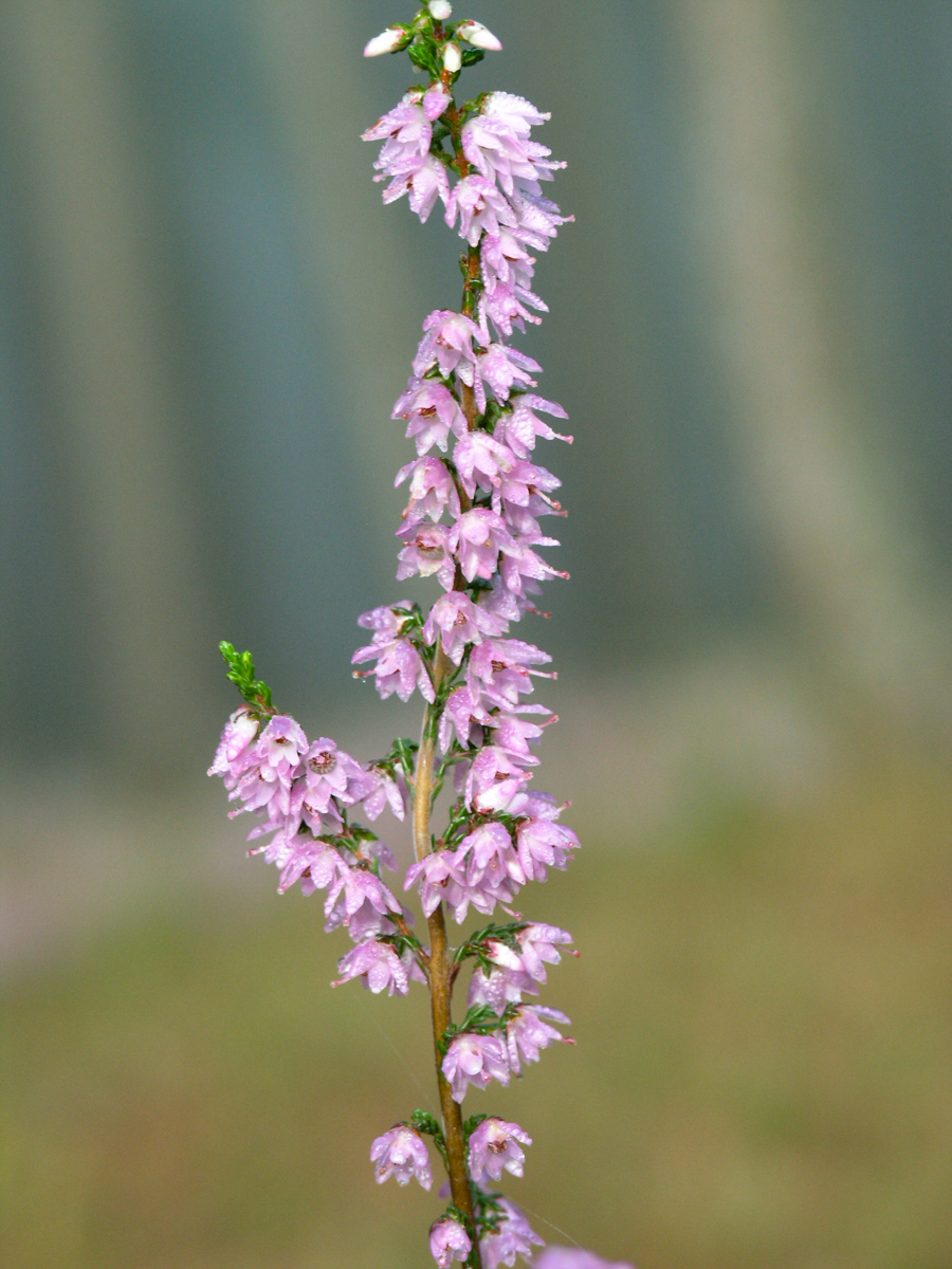 Calluna vulgaris – Associação Cabeço Santo